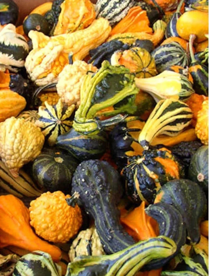 Gourd Seeds Mix - Heirloom Non-GMO Garden Seeds for Decorative Gourds - Cucurbita spp.