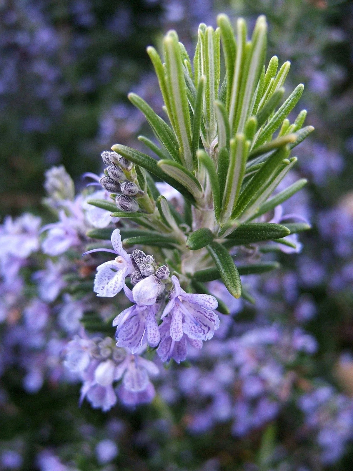 Rosemary Seeds - Non-GMO Heirloom Variety for Cooking & Gardening - Salvia rosmarinus - Multiple Sizes