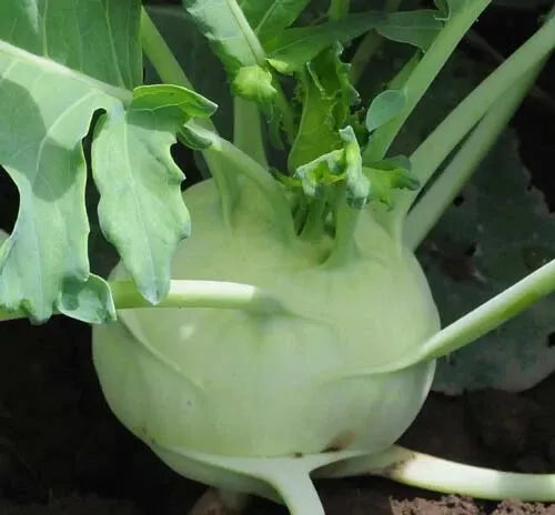 Kohlrabi Seeds 100+ Early White Vienna Brassica oleracea, Cool-Weather Vegetable for Spring & Fall Planting