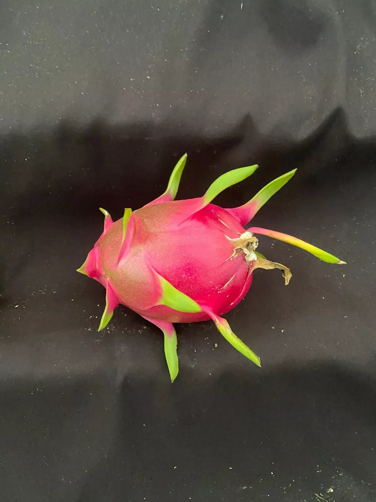 White Dragon Fruit Plant in 3" Pot | Hylocereus undatus Rooted Live Plant for Indoor & Outdoor Gardens
