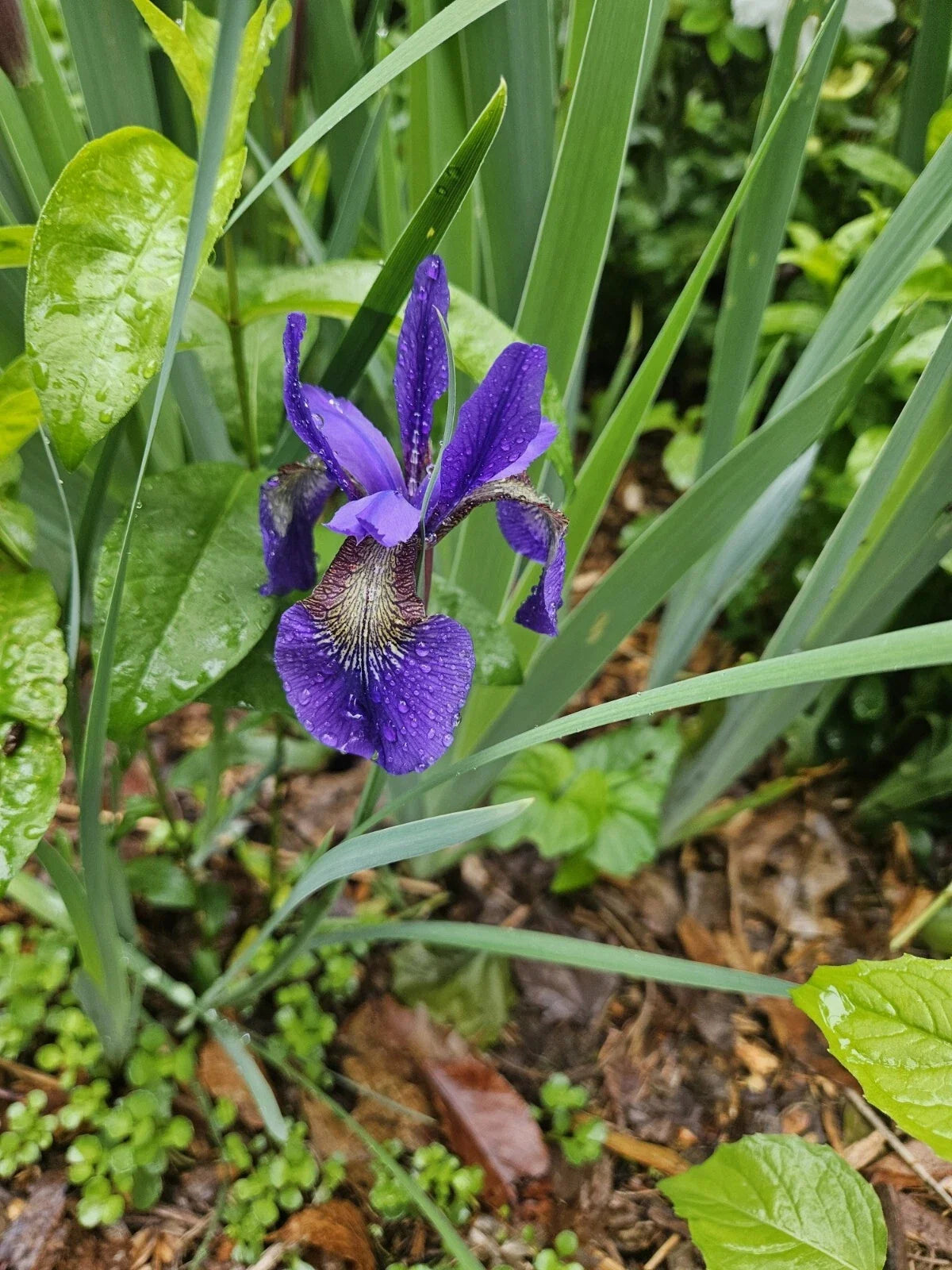 Miniature Japanese Iris Plant - 10-Inch Purple Flower - Bare Root Iris ensata Perennial for Gardens