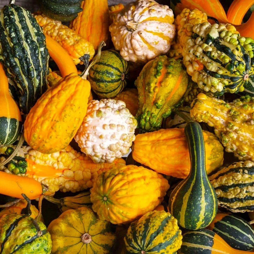 Small Warted Indy Mix Ornamental Gourd Seeds – Miniature Cucurbita pepo for Fall Decor & Crafts