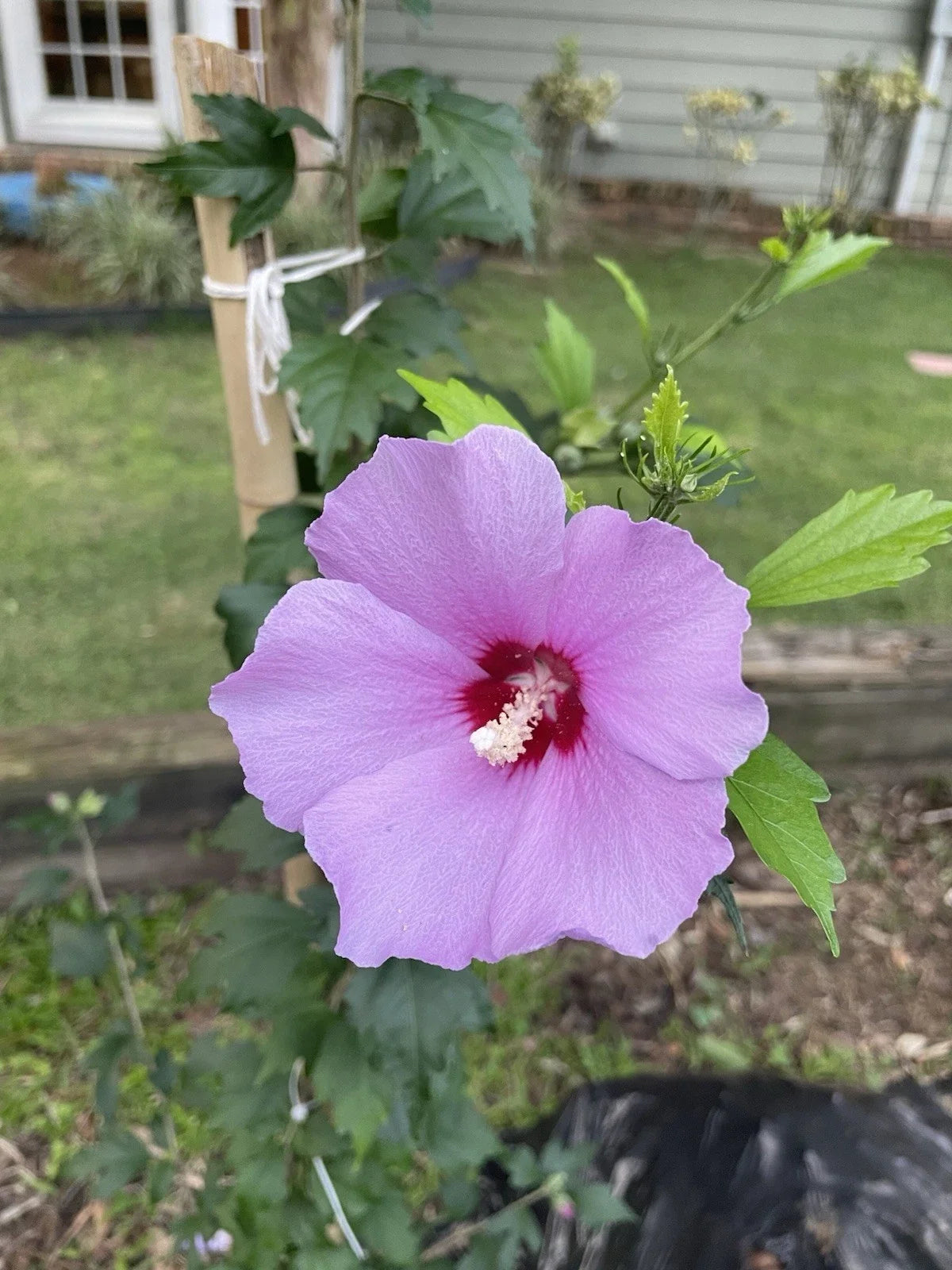 Rose of Sharon Hibiscus Live Plant – Solid Purple Flowers, Bush, Hibiscus syriacus, 12+ Inches Tall