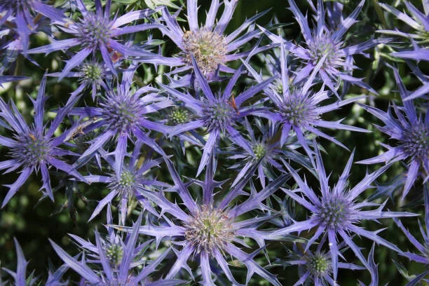 Purple Sea Holly Seeds - Eryngium planum - 200+ Pack for Garden Planting, Pollinator Attracting, Drought Tolerant