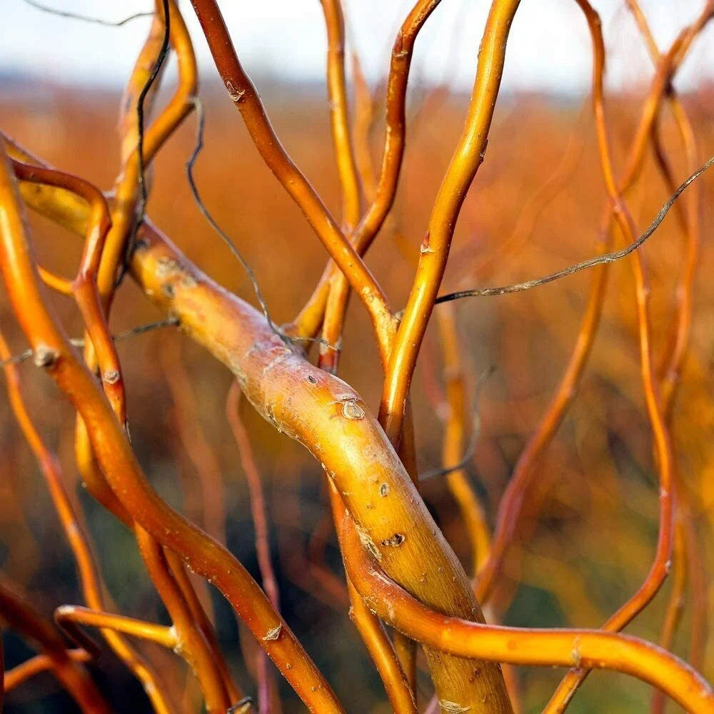 Curly Corkscrew Willow Tree Cuttings - 8 Kelli's Salix babylonica 'Tortuosa' Twisted Branches Propagation