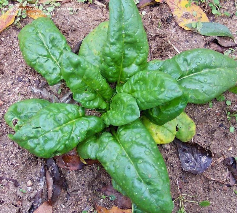 Spinach Seeds 100 Count Bloomsdale Long Standing Heirloom Non-GMO Spinacia oleracea for Garden, Container, or Vegetable Patch