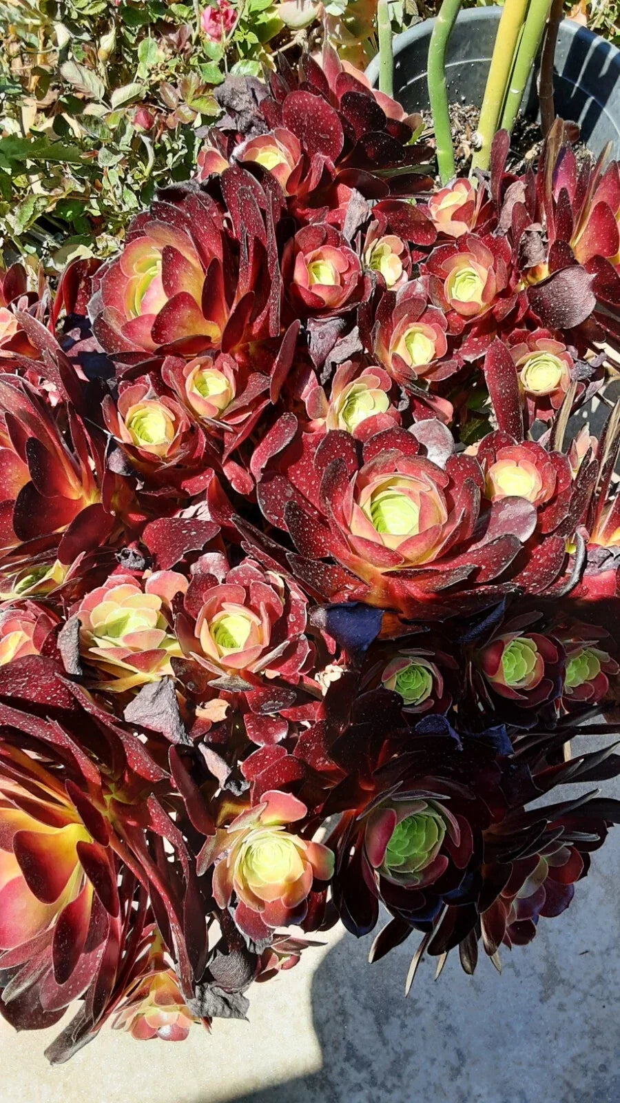 Live Rooted Succulent 4-5" Aeonium Purple Fire Cracker - Colorful Indoor Plant - Aeonium arboreum 'Zwartkop'