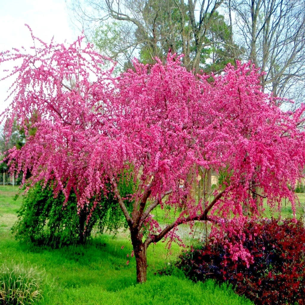 Dwarf Peach Tree Seeds - Loring Variety, Prunus persica, Fast Growing, Hardy Fruit Plant for Small Gardens & Containers
