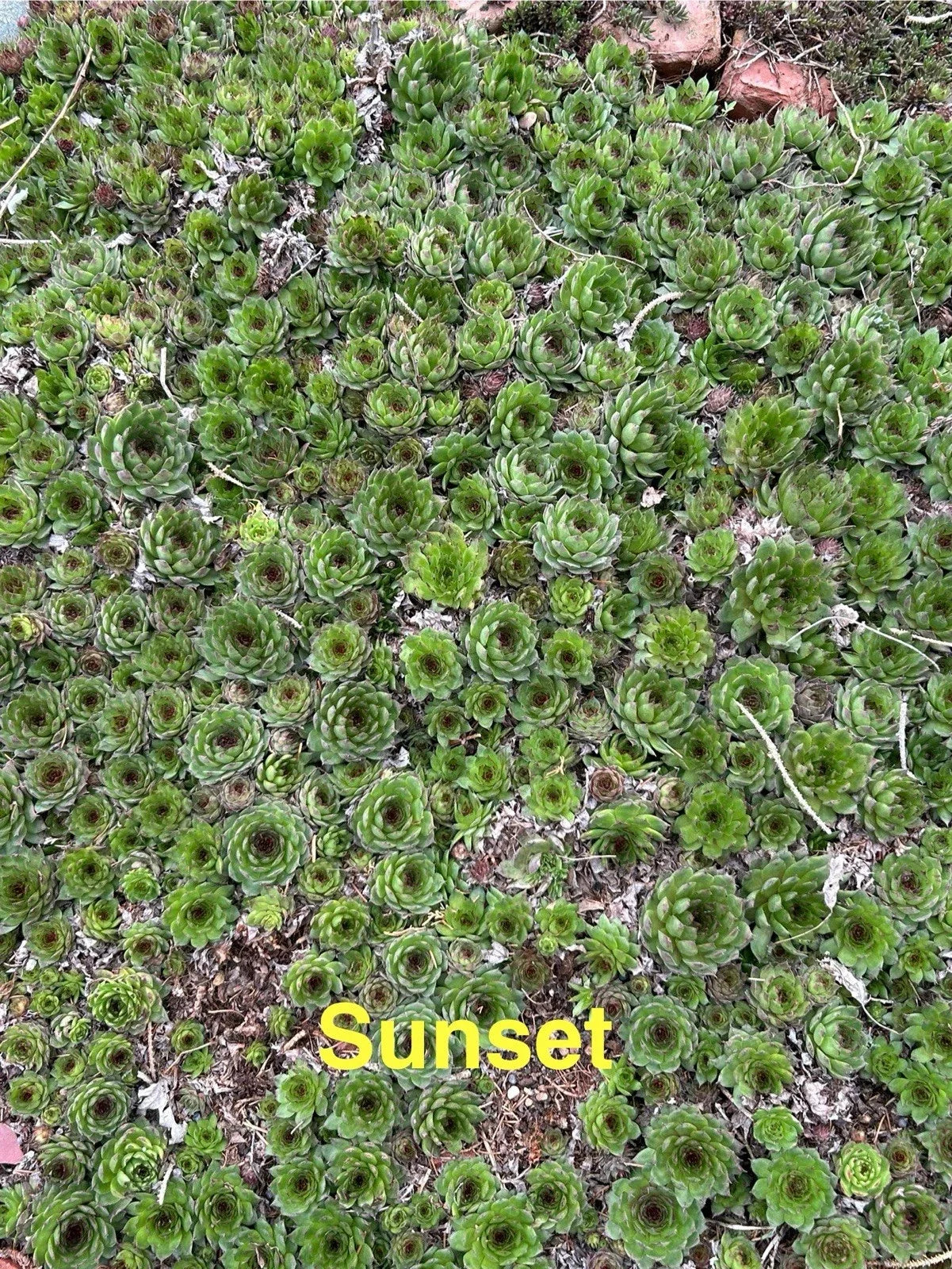Sunset Hardy Hens and Chicks Succulents - 10 Live Sempervivum Plants for Zones 4-8, Rock Garden, Pots, Low Maintenance, Rosette-Forming