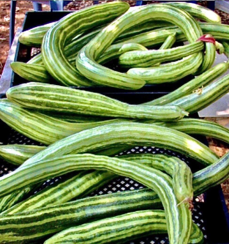Armenian Dark Green Cucumber Seeds – Organic, Non-GMO, Open-Pollinated, Cucumis melo var. flexuosus, for home gardening