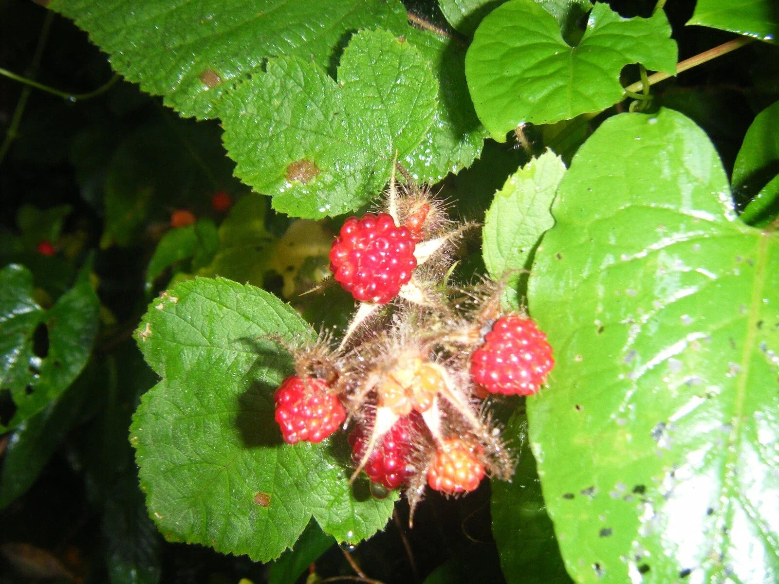 Live 5-Inch Japanese Raspberry Plants - Rubus palmatus, 3 Pack, Fresh Rooted Perennial Shrubs for Garden or Containers