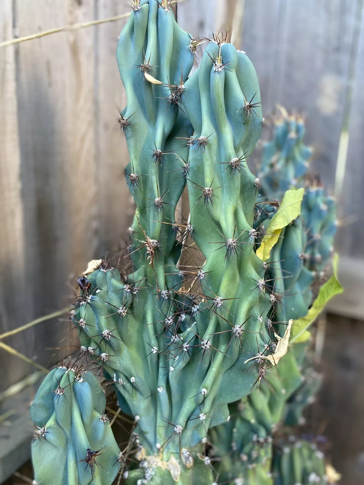Cereus Monstrosus Cutting Nearly 2 Ft - Sculptural Hardy Cactus Indoor Plant
