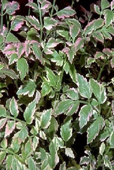 Live Variegated Water Celery Plant - Potted Oenanthe javanica for Ponds, Water Gardens & Aquatic Landscaping