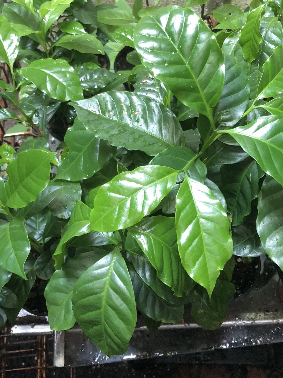 Coffee Plant Potted 4-Inch Coffea Arabica Indoor Houseplant Set of 4-5