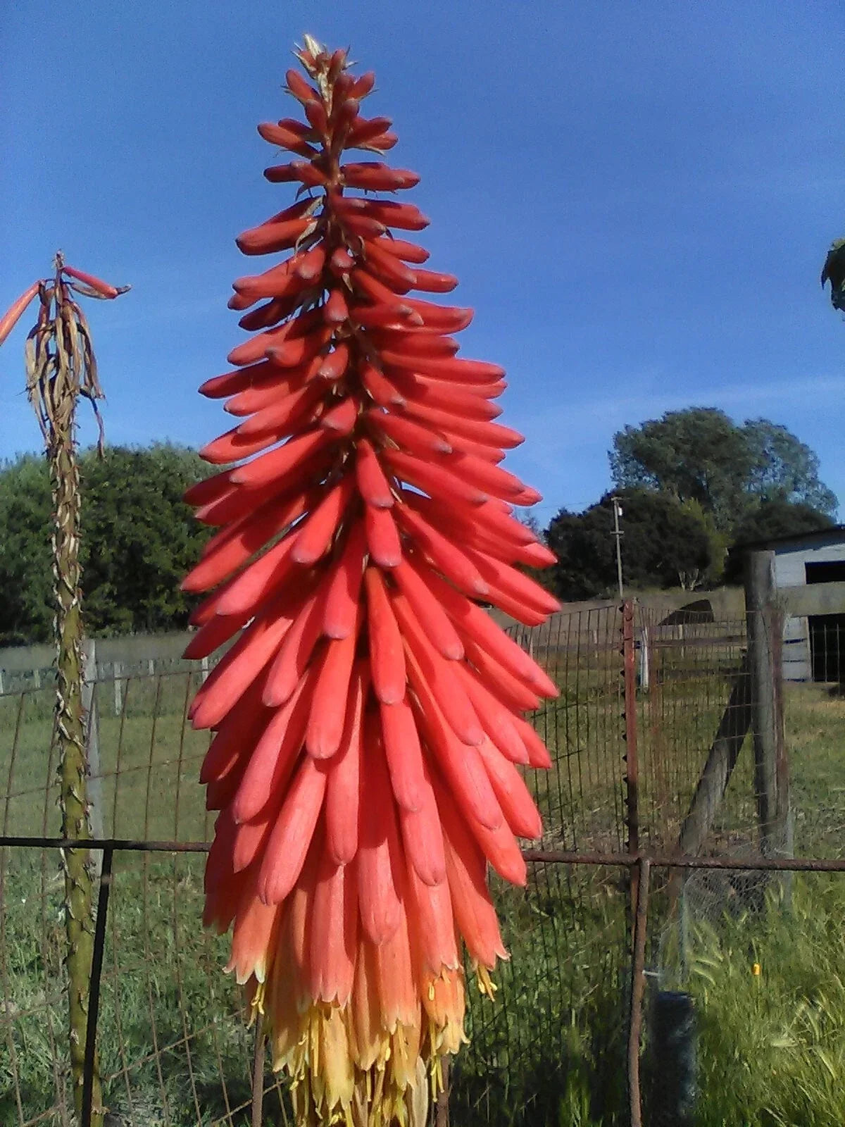 Red Hot Poker Plants 4 Pack - Kniphofia uvaria Vibrant Red Flowers for Garden, Landscaping, Borders