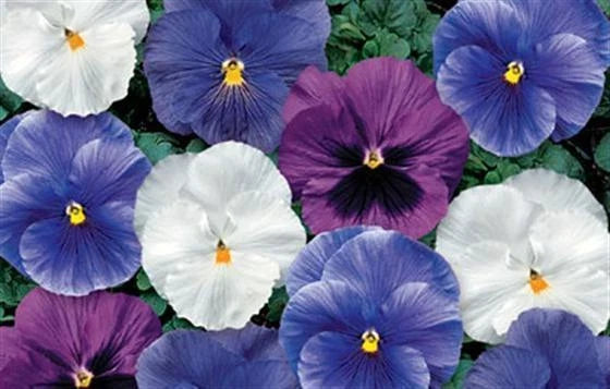 Pansy Seeds - 50 Count Delta Cool Water Mix Viola x wittrockiana for Garden Beds & Containers