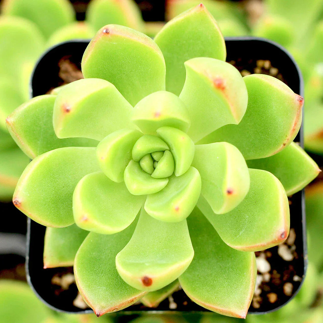 Sedum Adolphii Lime Gold - 2" Diameter Succulent Plants - Indoor & Outdoor