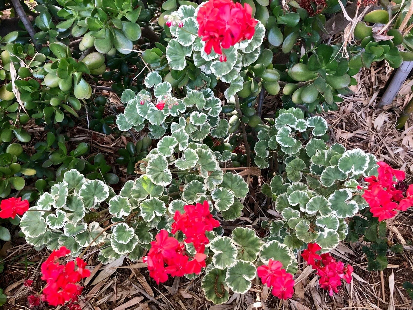 Rare Variegated Pelargonium Zonal Geranium 6" Starter Cutting with White-Tipped Leaves and Red Blooms, Pelargonium hortorum