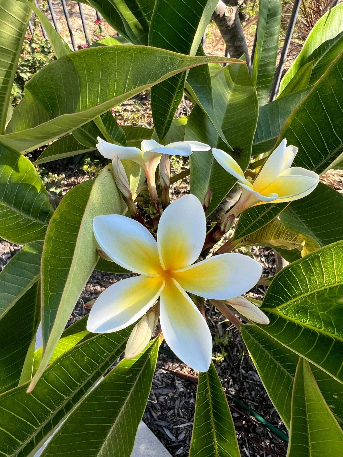 Well-Rooted Plumeria Plant with White and Yellow Blooms, 9-12 Inches, 3 Branches - Frangipani