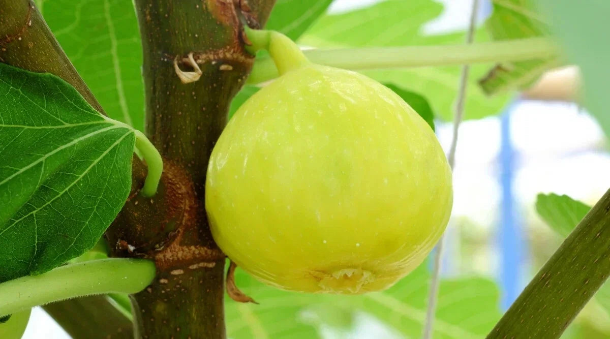 White Marseilles Fig Seeds - Ficus carica, 100+ Non-GMO Seeds for Garden Planting, Fruit Production, Free Shipping