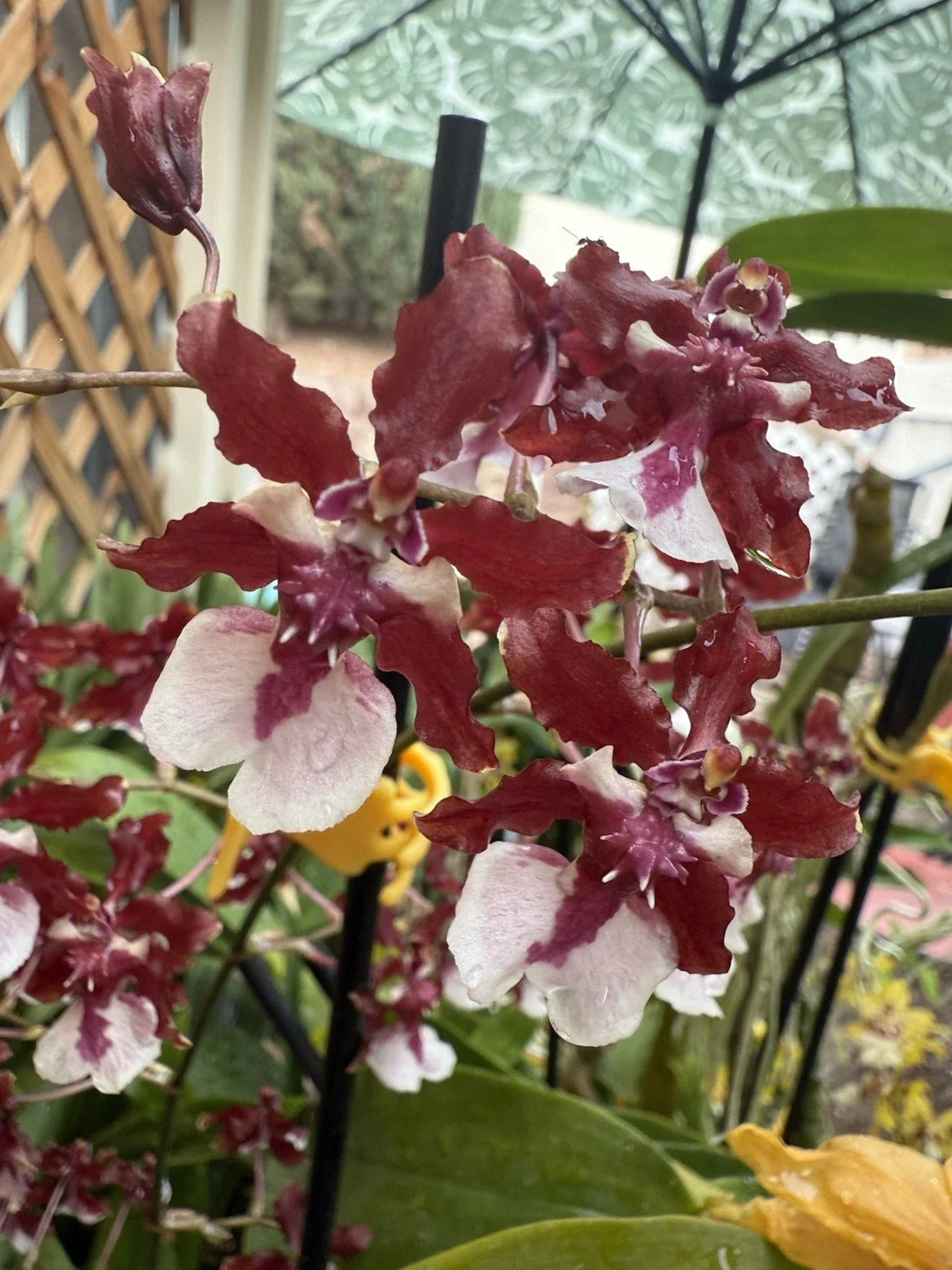 Oncidium 'Sharry Baby' Orchid Bare Root Bulb – Fragrant, Compact Epiphytic Plant for Indoor Garden
