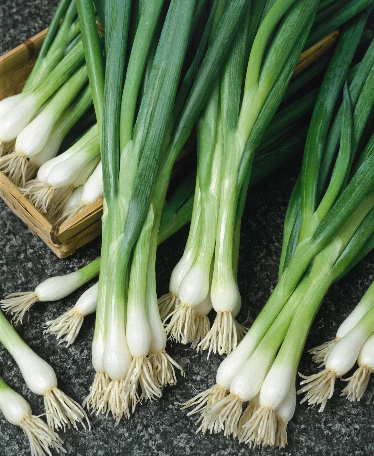 250+ White Lisbon Onion Seeds - Non-GMO Heirloom Scallion Allium fistulosum