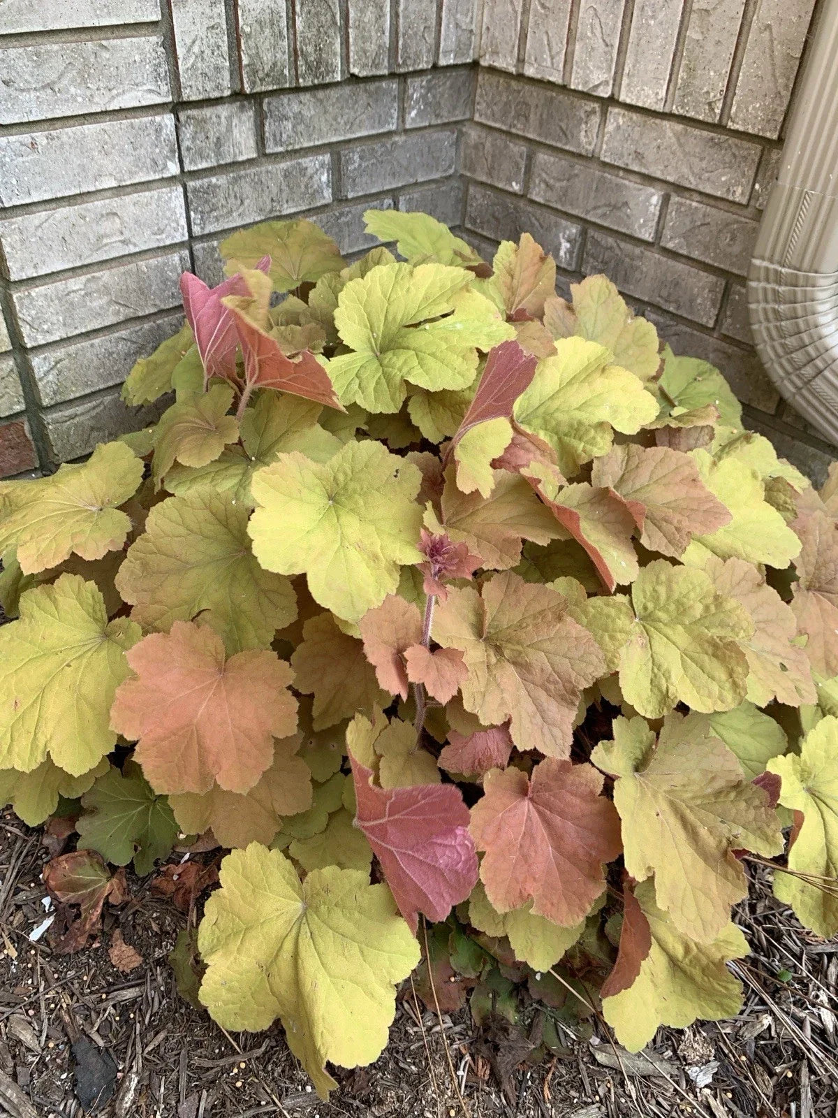 Coral Bells Live Plant, Gold Yellow Orange Velvet Heuchera, Perennial Garden Plant, Clump-Forming, Zone 4-9