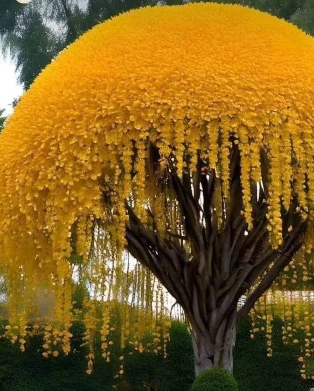 Golden Shower Tree Seeds - Cassia fistula, Weeping Yellow Blooms, Tropical Flowering Plant, Garden, Landscaping, 30 Seeds