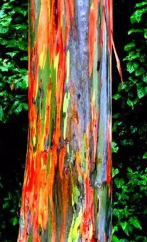 Rainbow Eucalyptus Plant Seeds, 25+ Multicolored Bark, Eucalyptus deglupta Tropical Garden Seeds