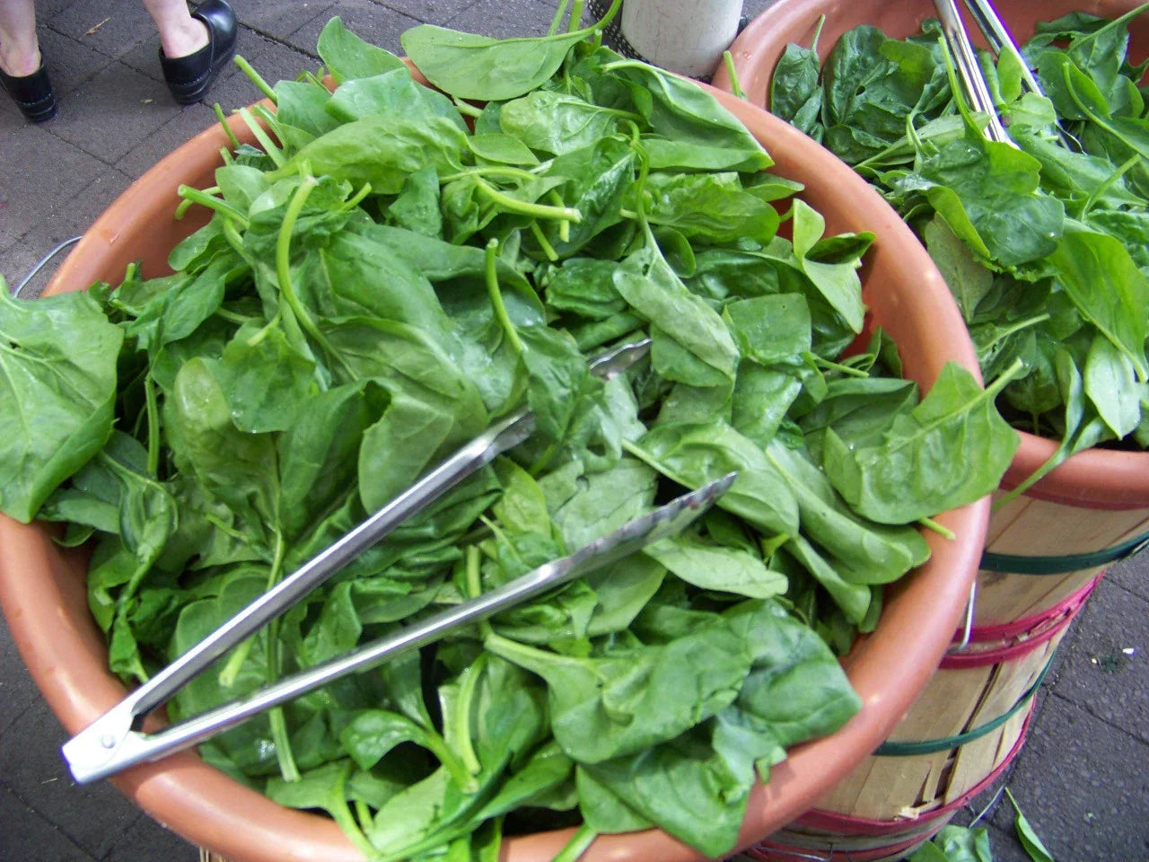 Spinach Seeds 230 Count Bloomsdale Long Standing - Non-GMO Heirloom Spinacia oleracea