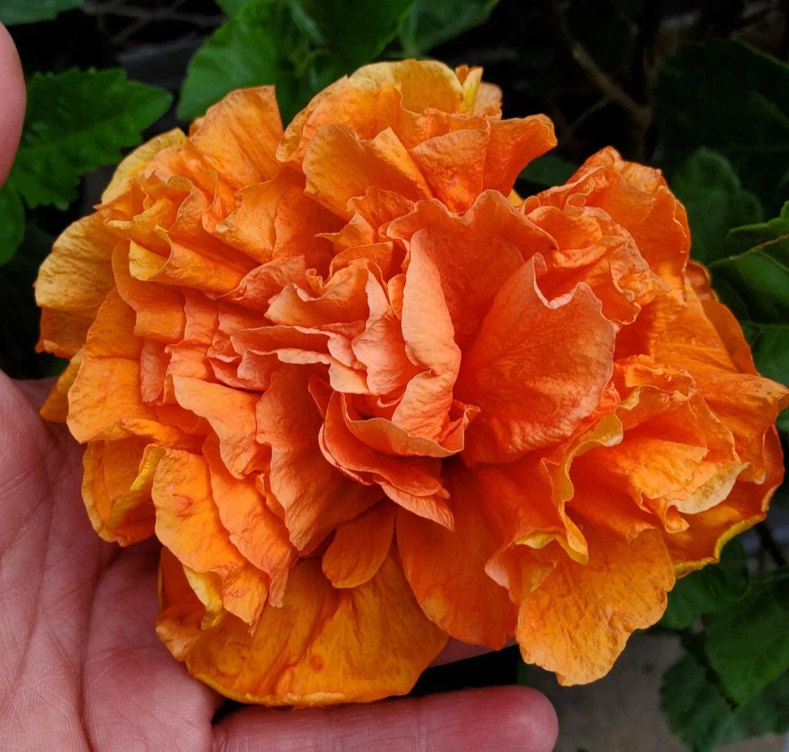 Hibiscus Starter Plant 5" Tall - Jane Cowell Variety - Tropical Orange Blooms - Hibiscus rosa-sinensis