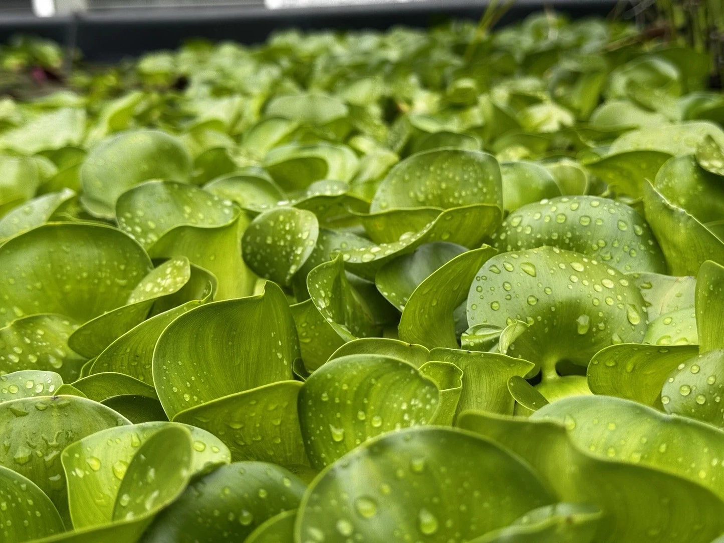 Live Water Hyacinth Plants Bundle – Eichhornia crassipes – Aquatic Pond Decor & Water Garden Plants