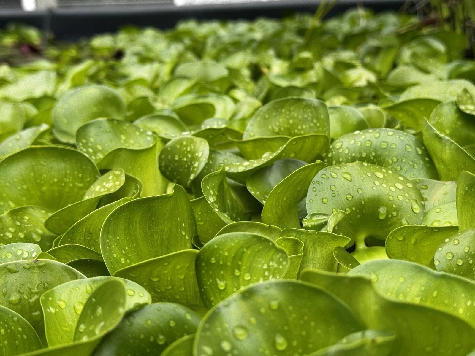 Live Water Hyacinth Plants Bundle – Eichhornia crassipes – Aquatic Pond Decor & Water Garden Plants