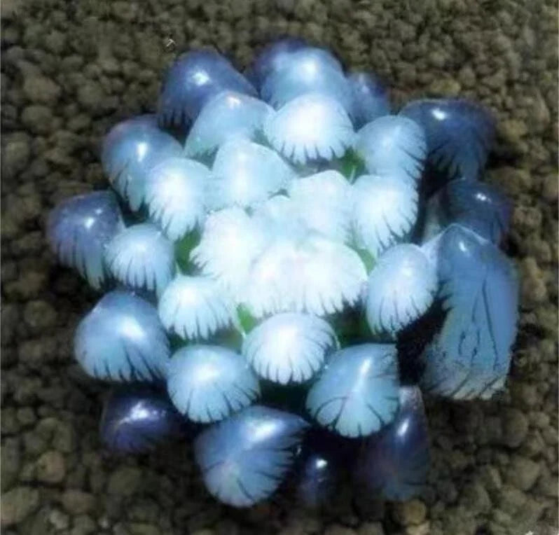 Blue Succulent Seeds - 50 Pack, Echeveria spp., Indoor Mini Cactus for Home Decor and Gardening