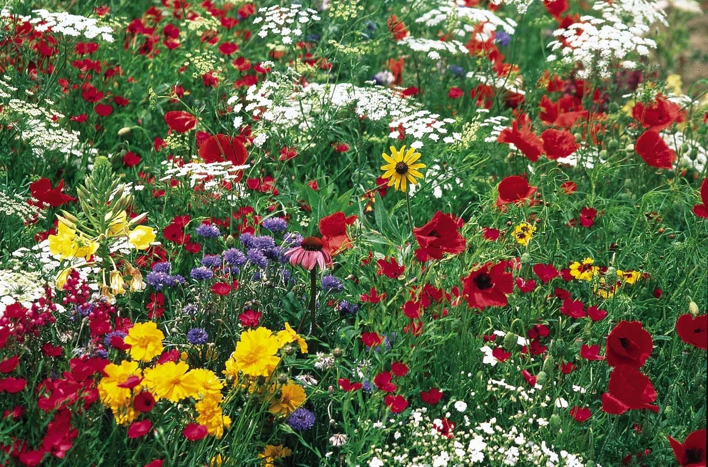 Butterfly Wildflower Mix Seeds – Native Pollinator-Friendly Wildflower Blend for Gardens & Landscapes
