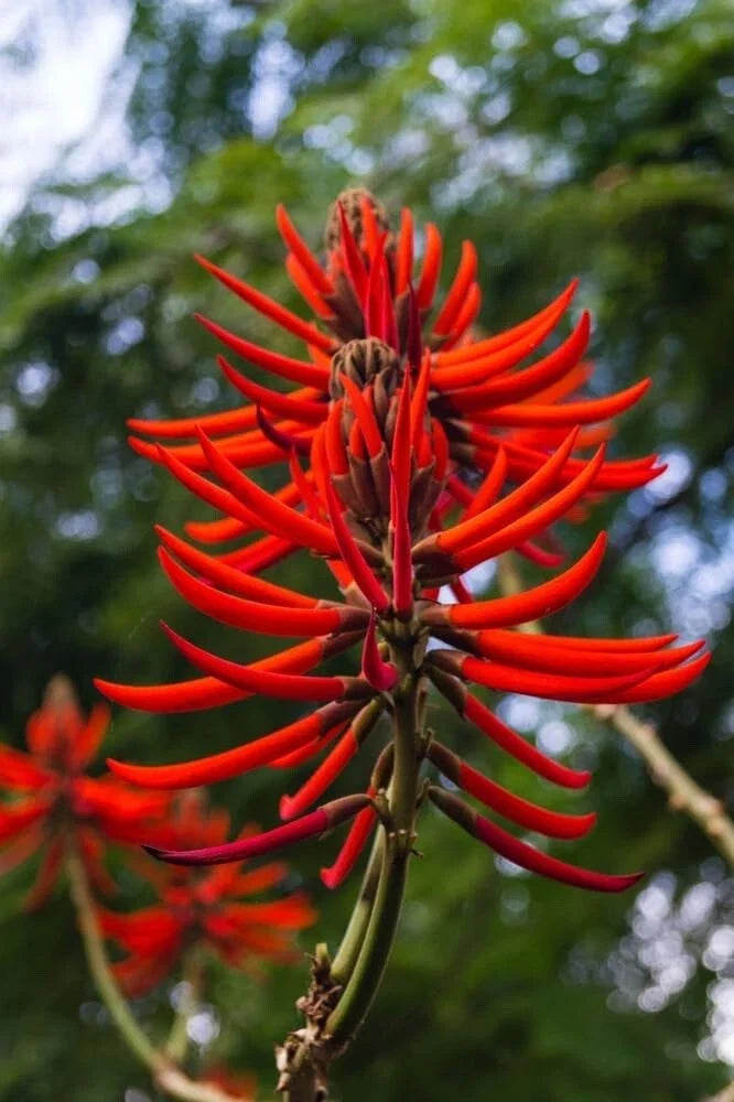 Kaffir Coral Tree Seeds - 20 Pack - Erythrina caffra Tropical Flowering Tree for Garden Landscaping