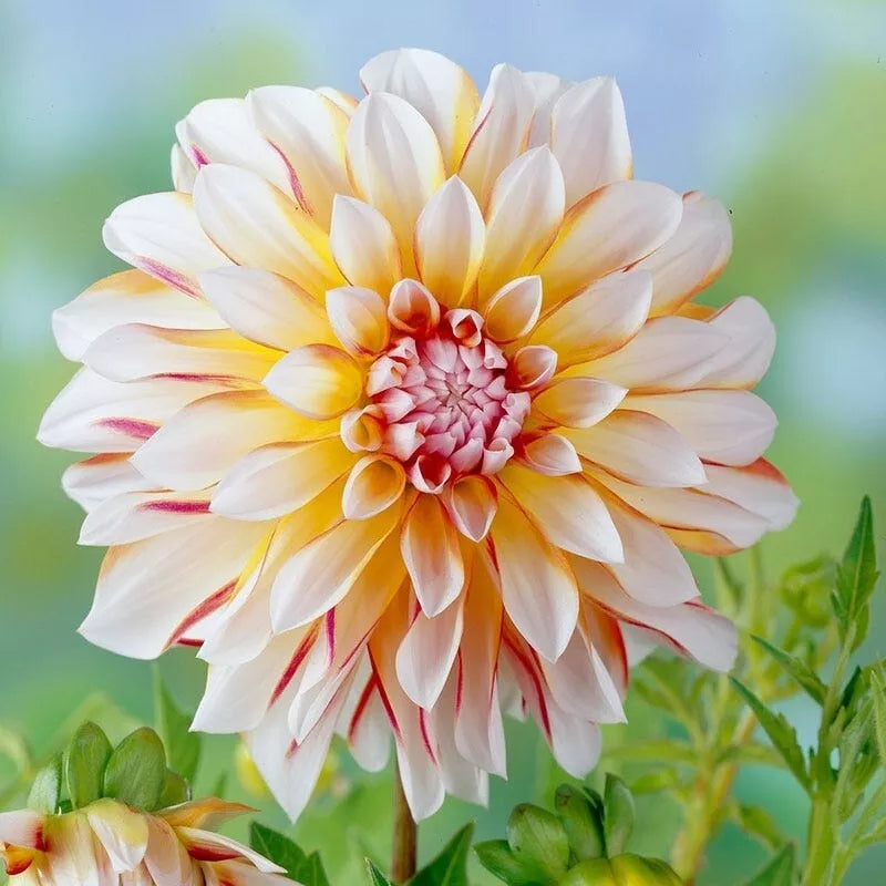 Dahlia Plant Bulb Tuber 'Caribbean Fantasy' Peach Yellow Red Flower Live Flowering Plant for Garden & Cut Flowers