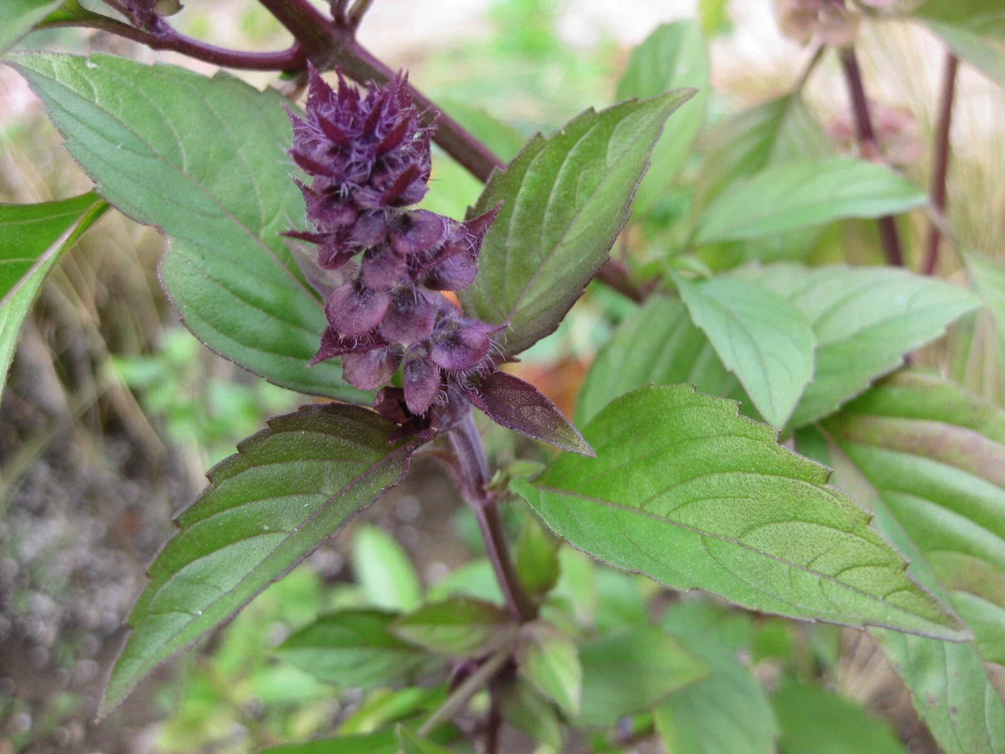 Thai Basil Seeds - Heirloom Ocimum basilicum 'Thai' - Aromatic Culinary Herb