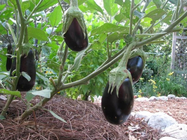 Eggplant Seeds - Black Beauty, Solanum melongena, 30 Non-GMO Heirloom Seeds for Home Gardens