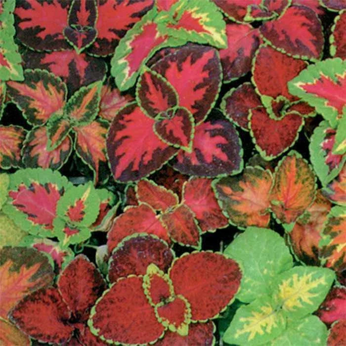 Coleus Seeds - Rainbow Mix for Shade Gardens, Containers & Groundcover - Plectranthus scutellarioides