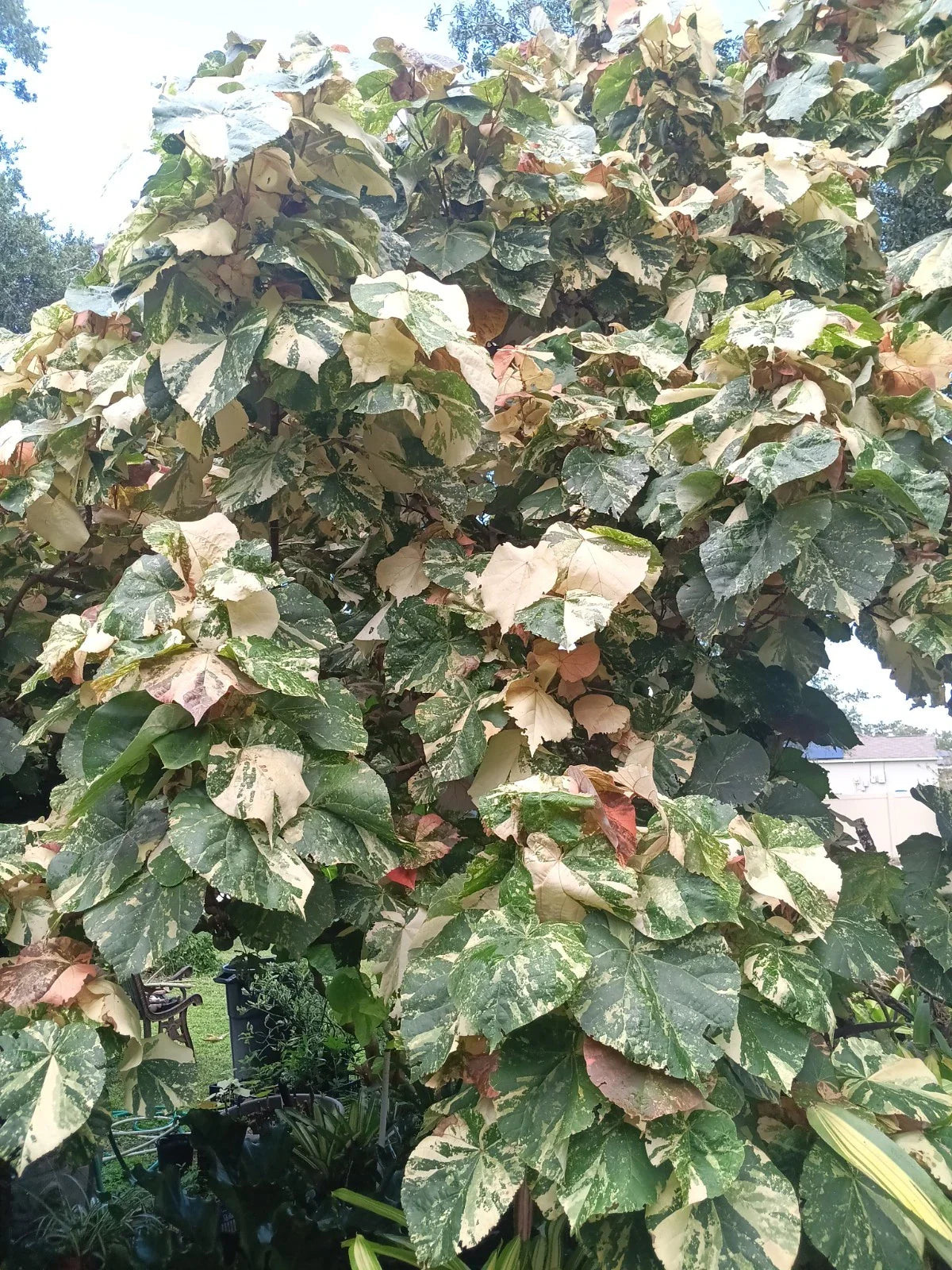 Variegated Mahoe Hibiscus Tree Plant - Rooted Cutting - Tropical Foliage - Hibiscus tiliaceus 'Variegata'