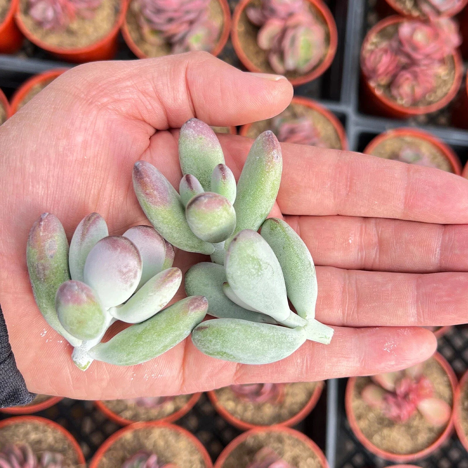 Fresh Live Cotyledon Orbiculata cv. Succulent Cuttings - 3 Plants for Indoor & Outdoor Gardening