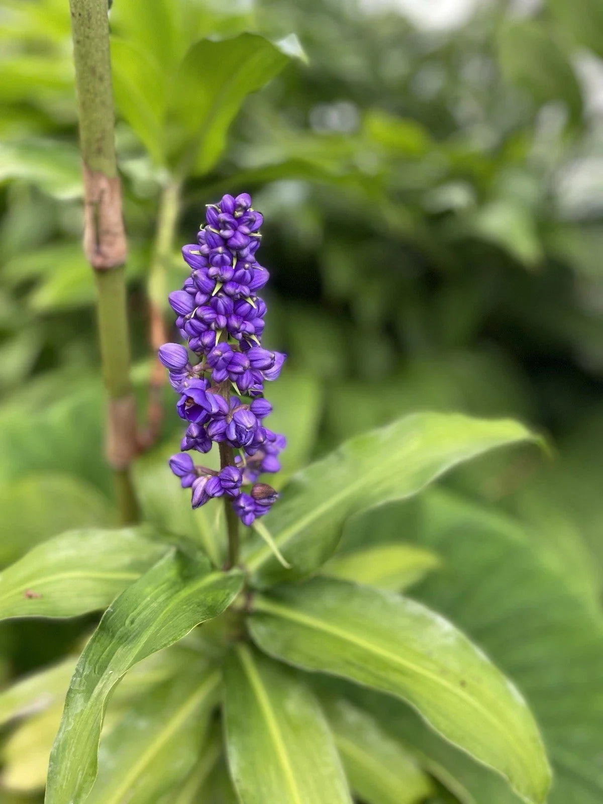 Blue Ginger Plant Cuttings - 3 Count, Dichorisandra thyrsiflora, Tropical Blue Flowers, Hawaii Grown