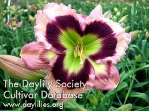 Live Daylily Plant in 6-Inch Pot - Vibrant Reblooms - Hemerocallis spp. Perennial Flowering Garden Plant