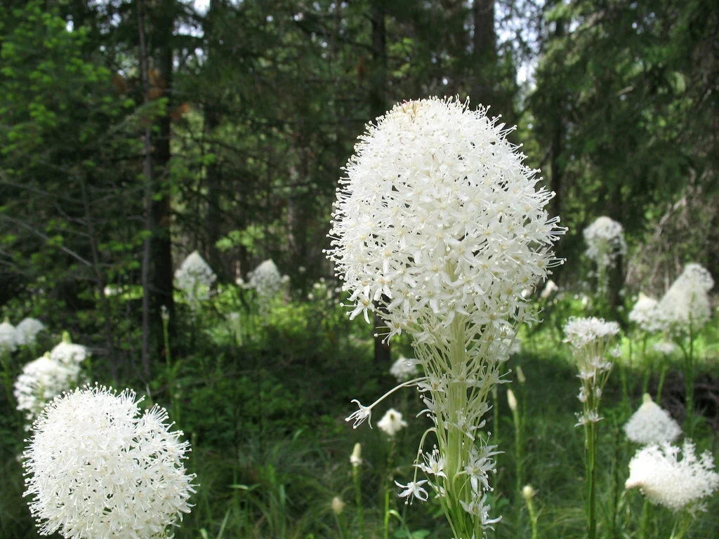 Bear Grass Seeds 100 Count Xerophyllum tenax Native Perennial for Landscaping & Erosion Control