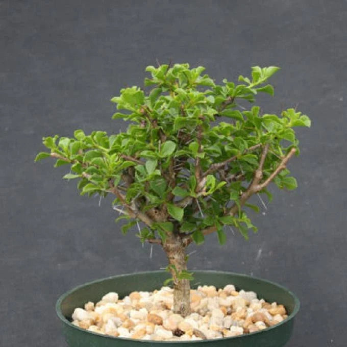 Rare Bonsai Tree Cactus 6" | Pereskia portulacifolia | Abrojo Cacti Plant | Indoor Outdoor Succulent