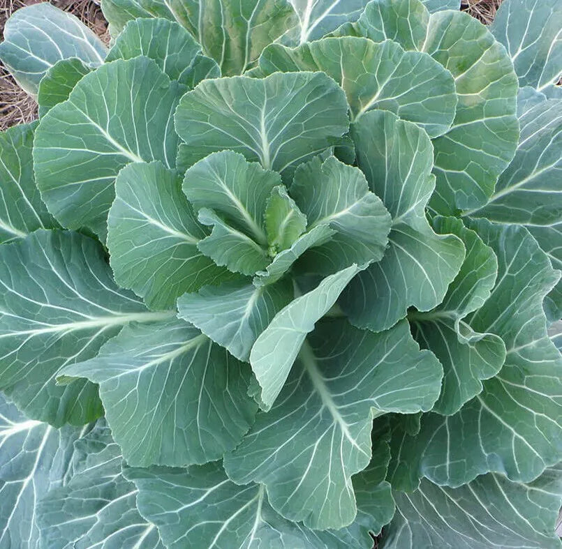 Georgia Collard Greens Seeds 300+ Count - Cool Weather Vegetable Garden Brassica oleracea
