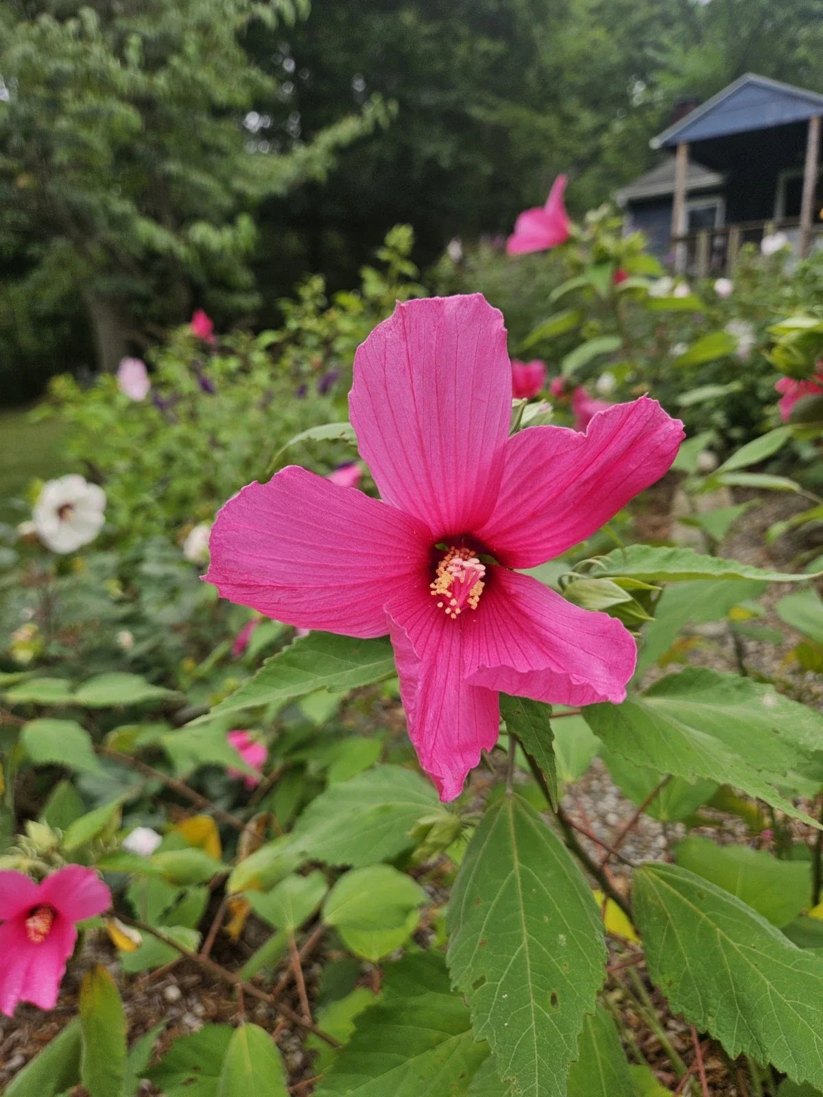 Hardy Pink Hibiscus Bare Root Plant – Hibiscus moscheutos – Perennial Flowering Plant for Gardens
