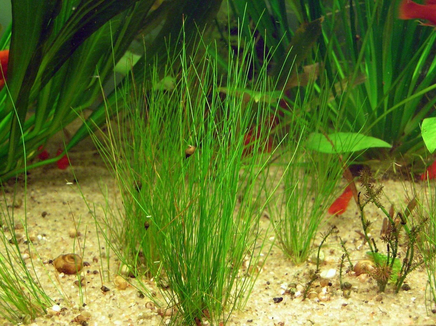 Dwarf Hairgrass Eleocharis Parvula Live Aquarium Plant with Heat Pack