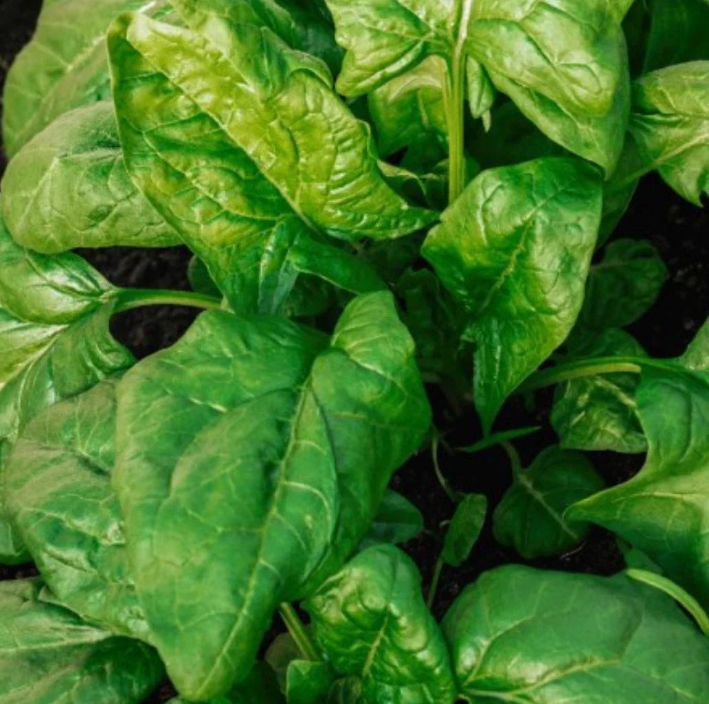 Giant Noble Spinach Seeds - 1000 Non-GMO Spinacia oleracea for Lush Green Leaves, Salad & Smoothies